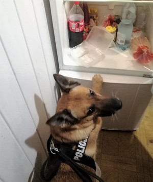 Pies służbowy wykrył narkotyki w lodówce