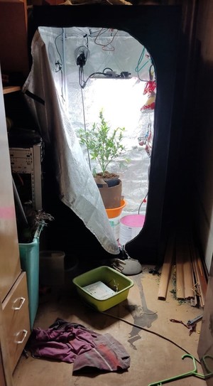 Szafa namiotowa do uprawy rośli, w której znajduje się krzak konopi indyjskiej